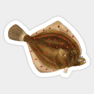 European plaice (Pleuronectes platessa) - flatfish scientific illustration. Sticker